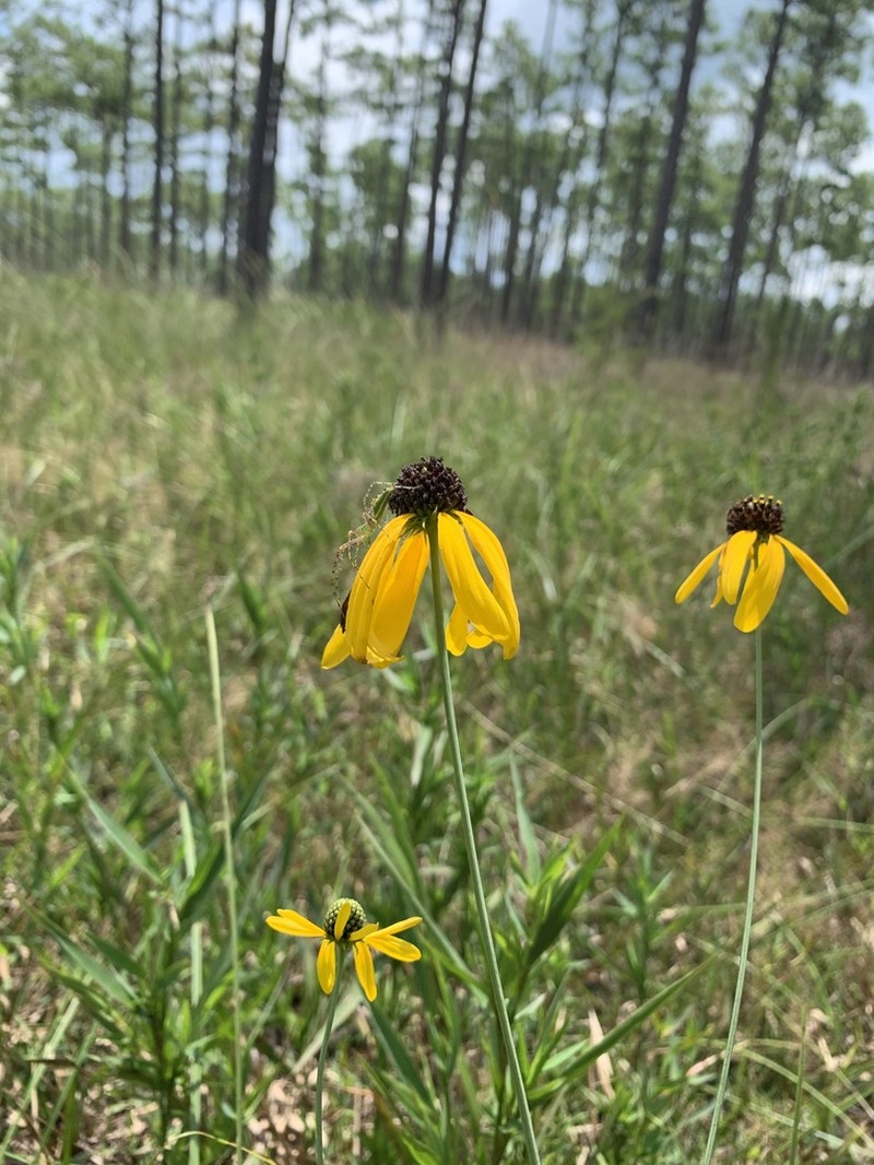 Mohr's Coneflower photo 2