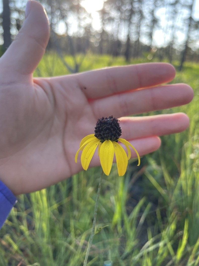 Mohr's Coneflower photo 3