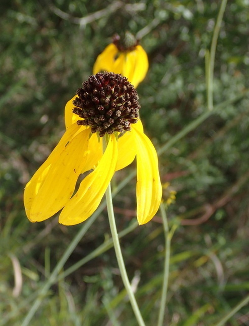 Mohr's Coneflower photo 4