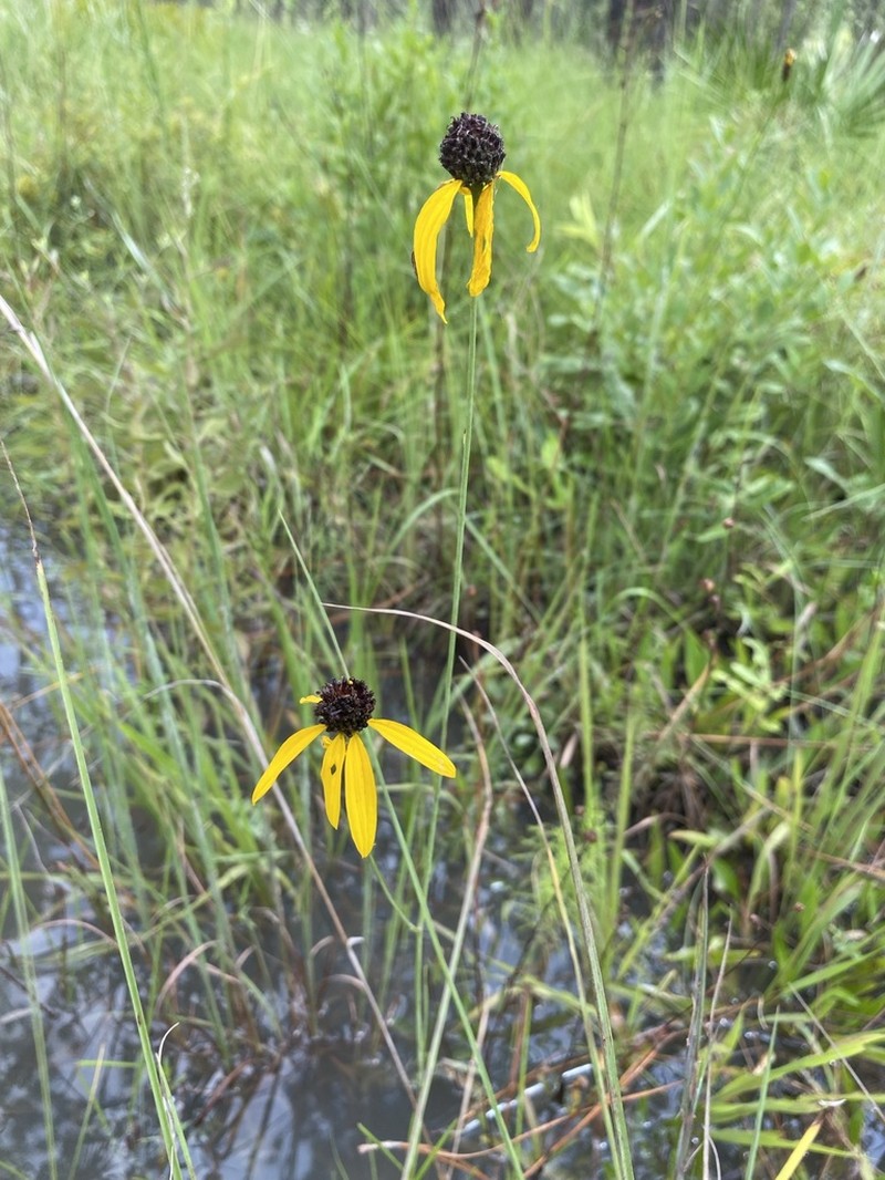 Mohr's Coneflower photo 5