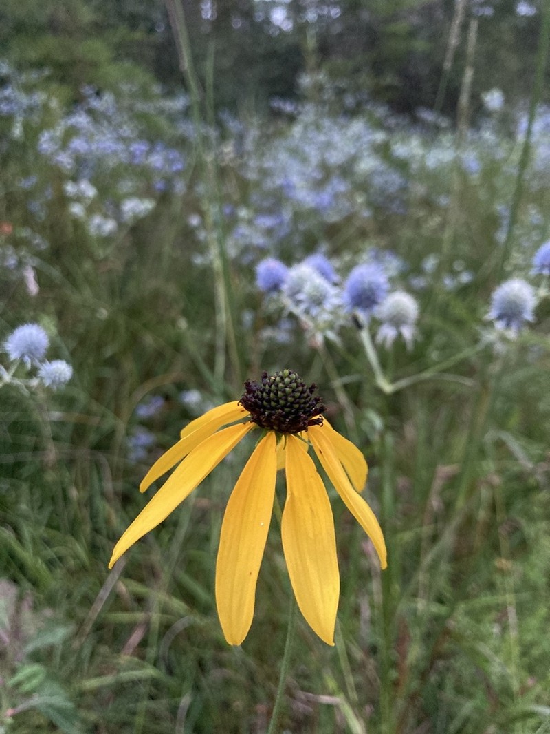 Mohr's Coneflower photo 6