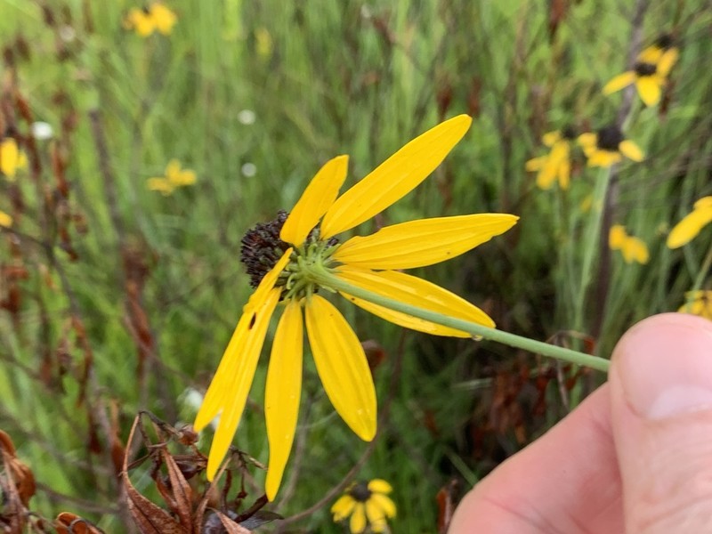 Mohr's Coneflower photo 7