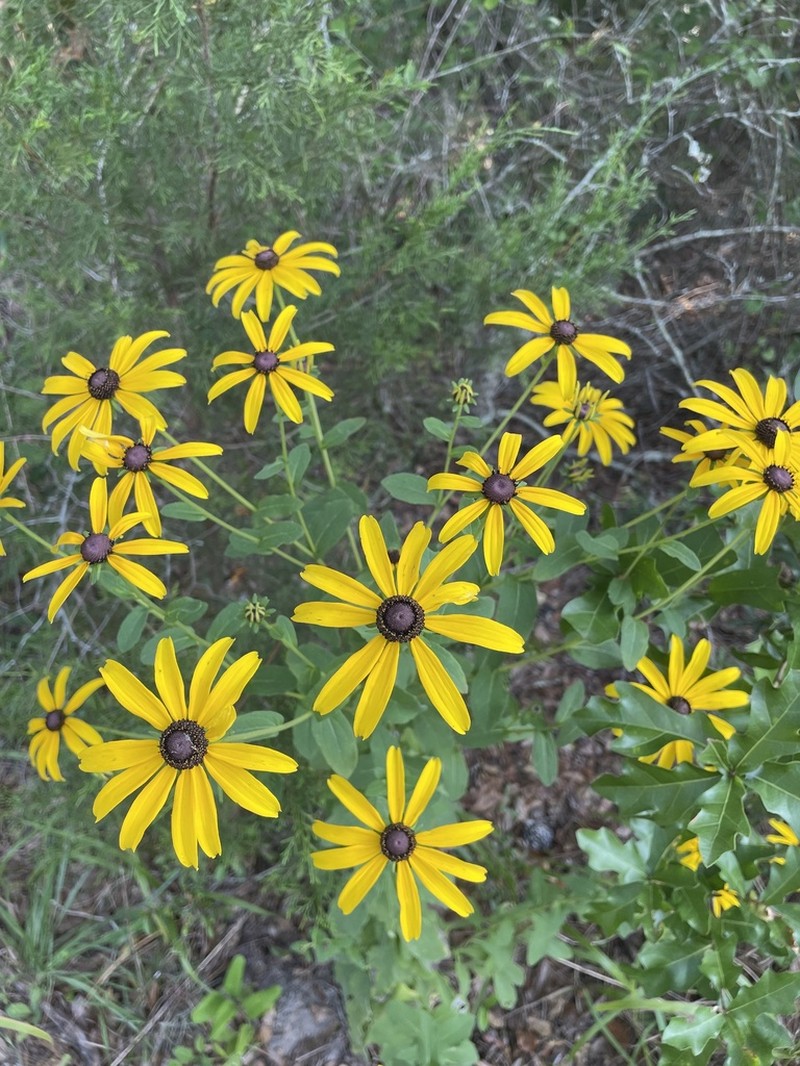 Softhair Coneflower