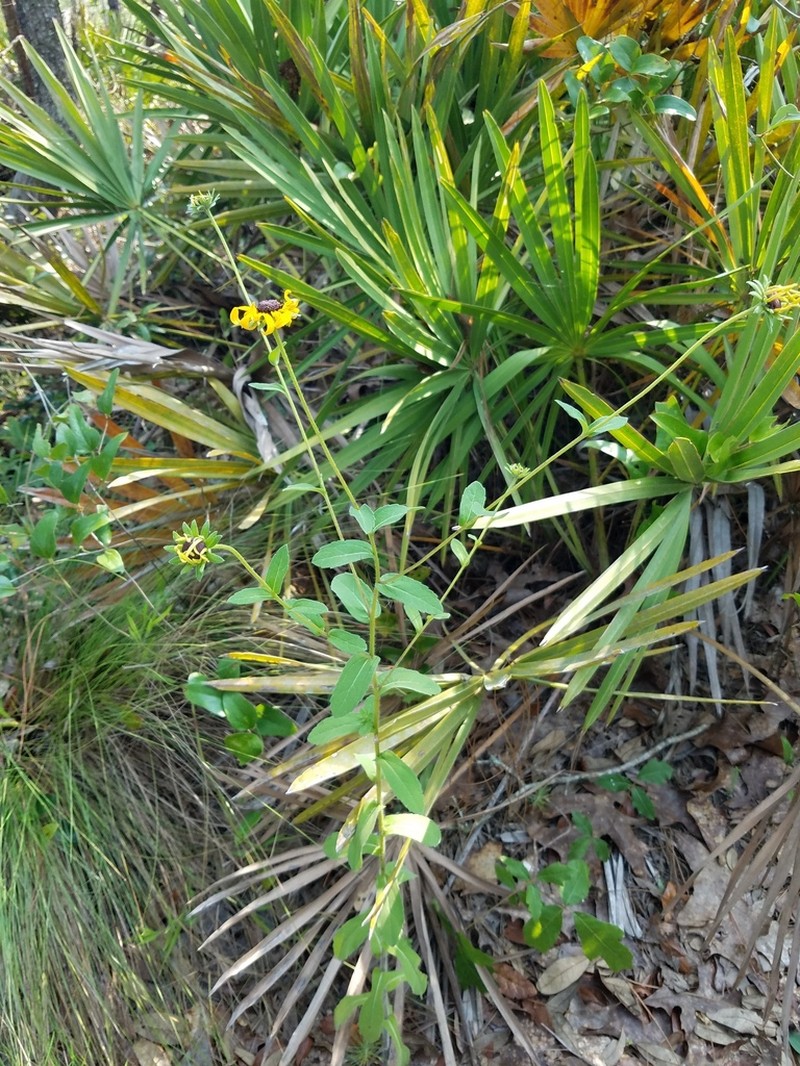 Softhair Coneflower photo 2