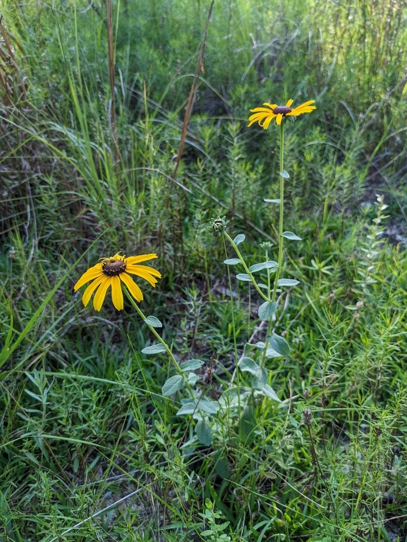 Softhair Coneflower photo 3