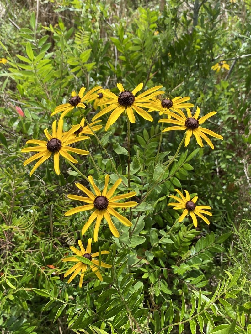 Softhair Coneflower photo 4