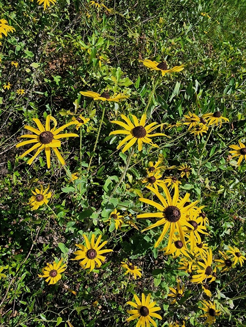 Softhair Coneflower photo 5