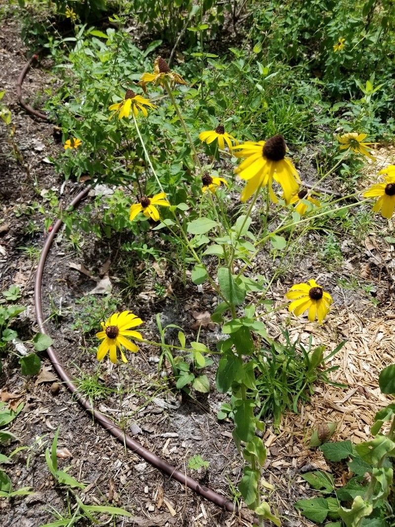 Softhair Coneflower photo 6