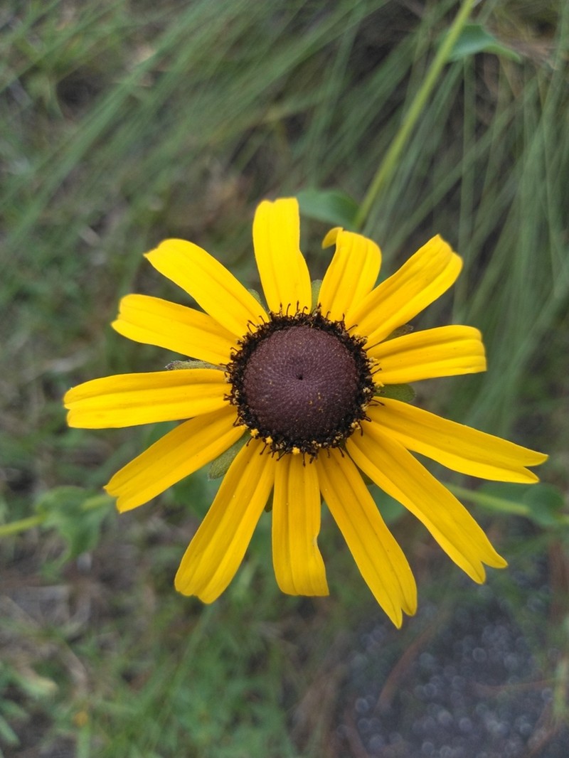 Softhair Coneflower photo 7