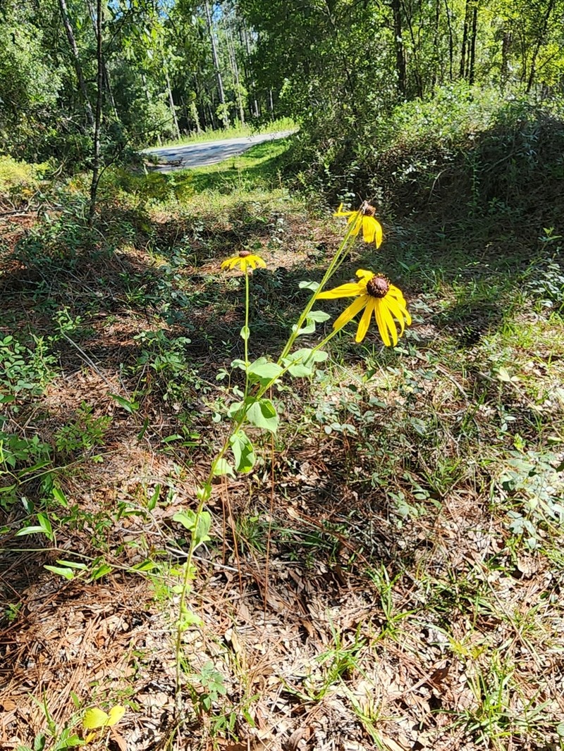 Softhair Coneflower photo 8