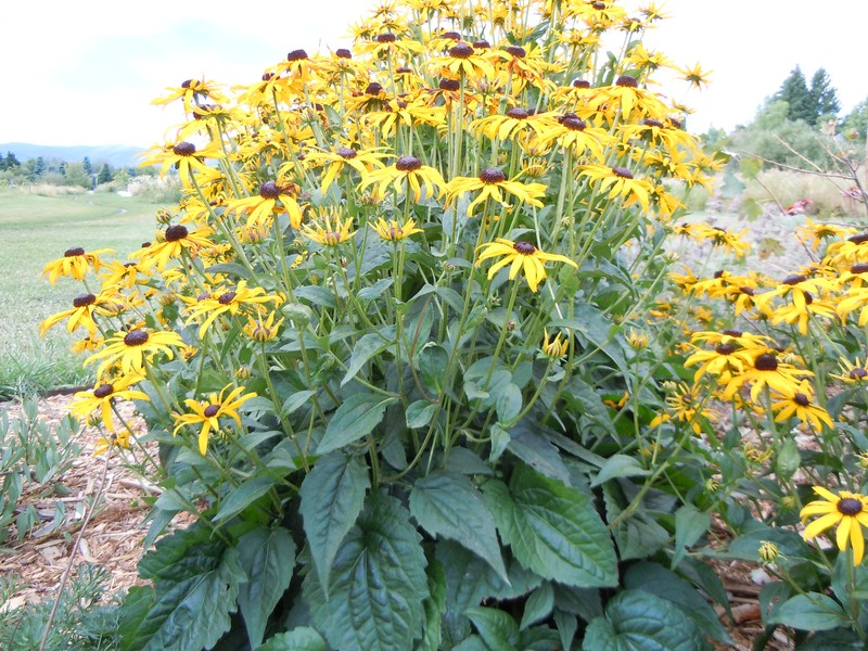 Montane Coneflower