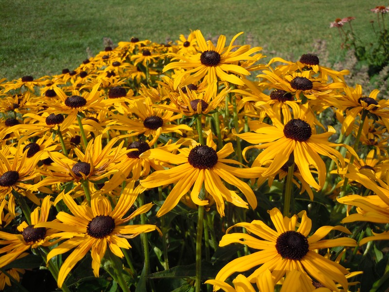 Montane Coneflower photo 2