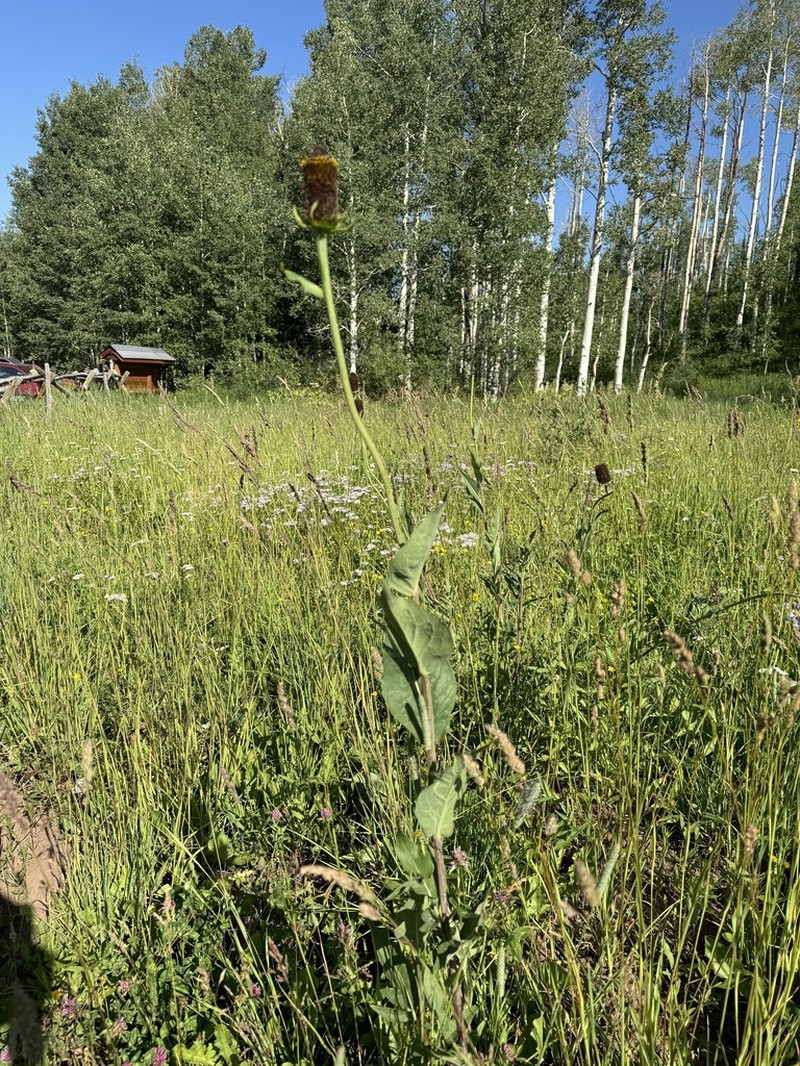 Montane Coneflower
