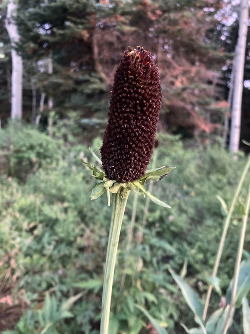 Montane Coneflower photo 2