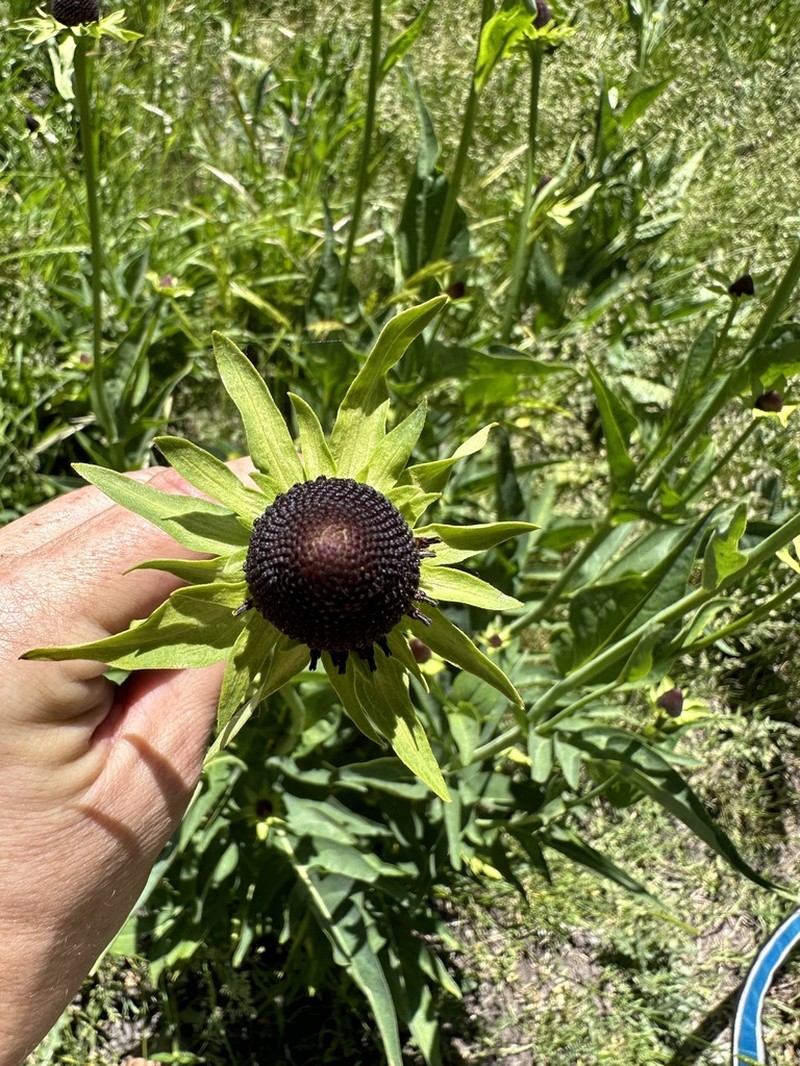Montane Coneflower photo 3