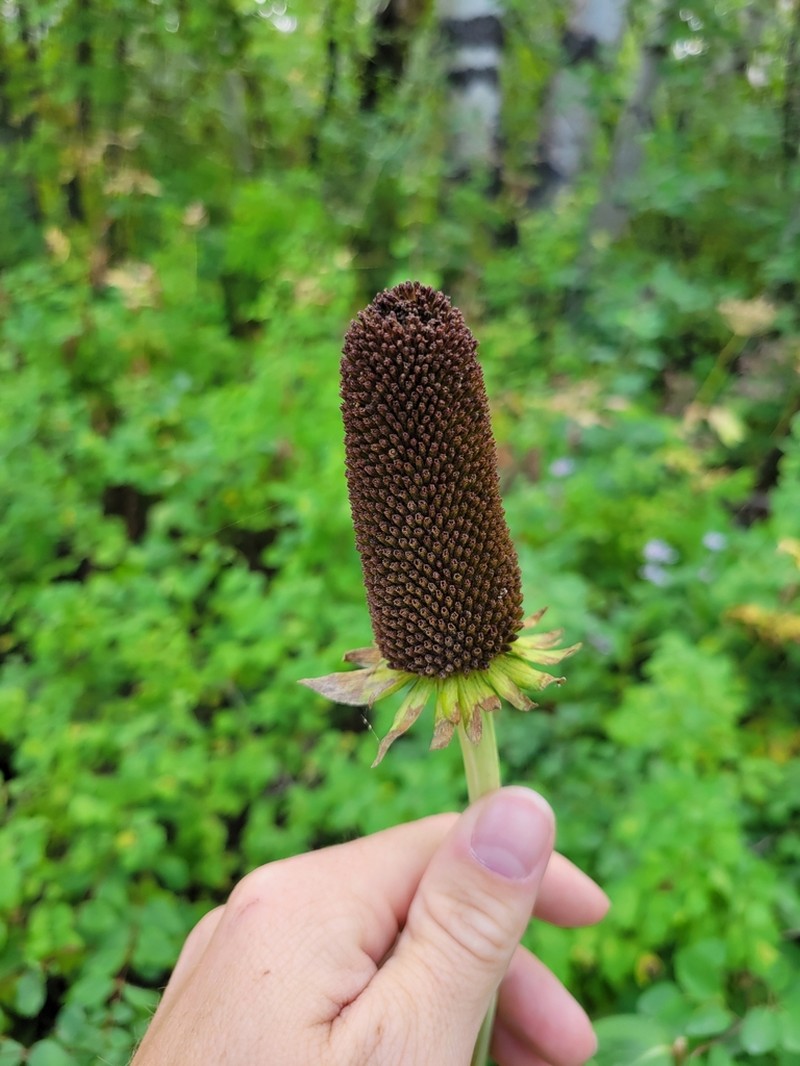 Montane Coneflower photo 4