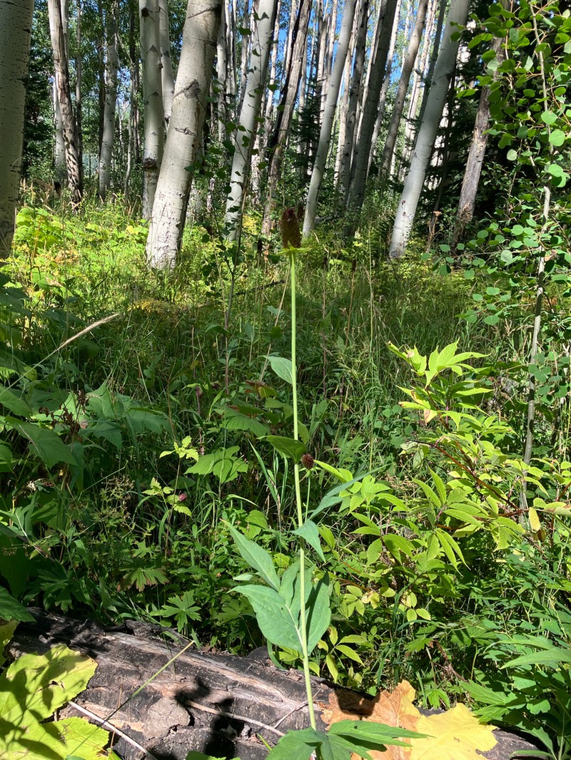 Montane Coneflower photo 6