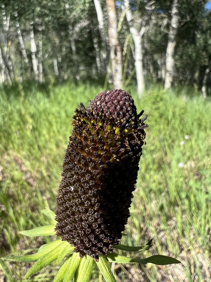 Montane Coneflower photo 7