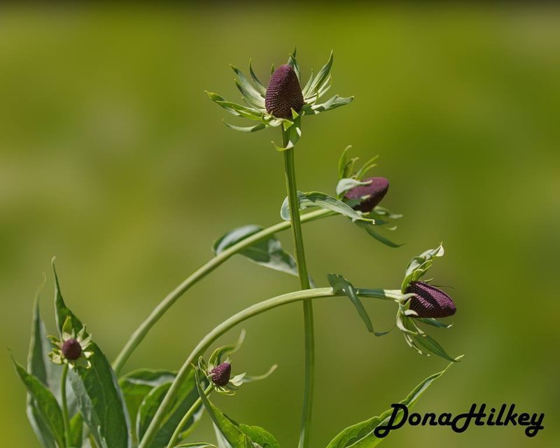 Montane Coneflower photo 8