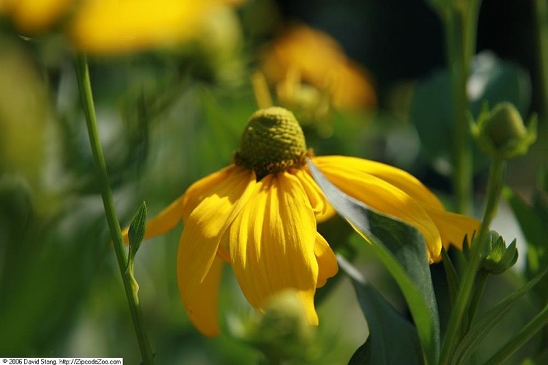 Shiny Coneflower photo 3