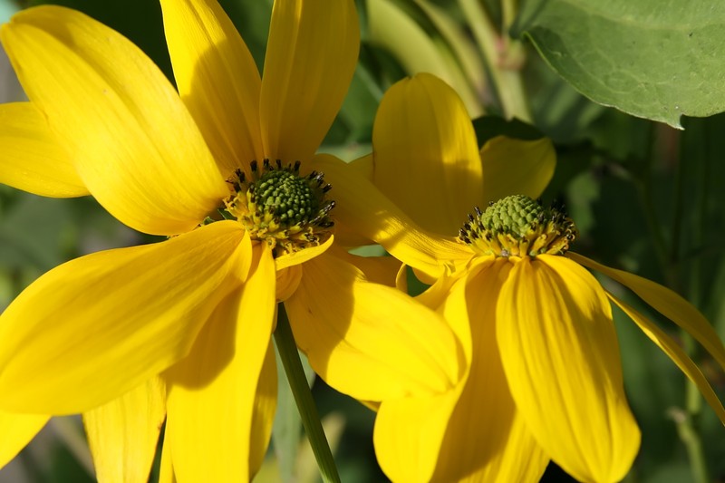 Shiny Coneflower