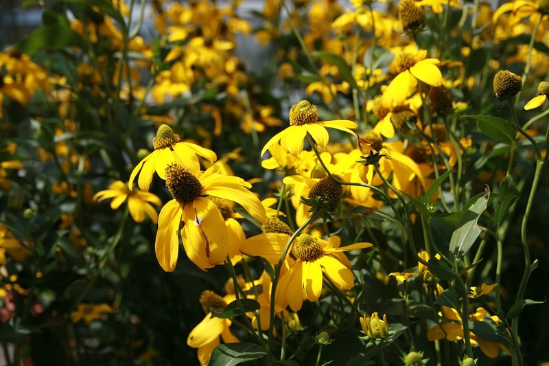 Shiny Coneflower photo 4