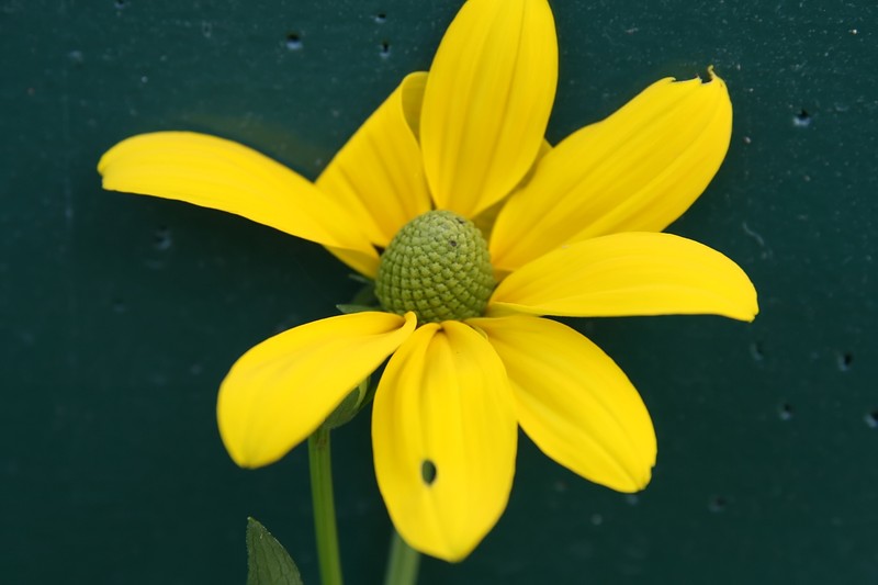 Shiny Coneflower photo 5