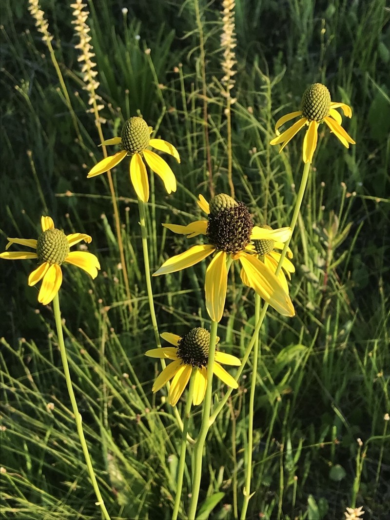 Shiny Coneflower