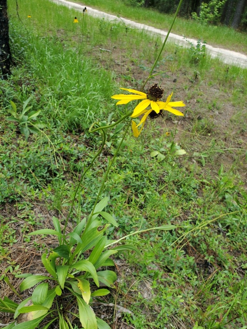 Shiny Coneflower photo 2