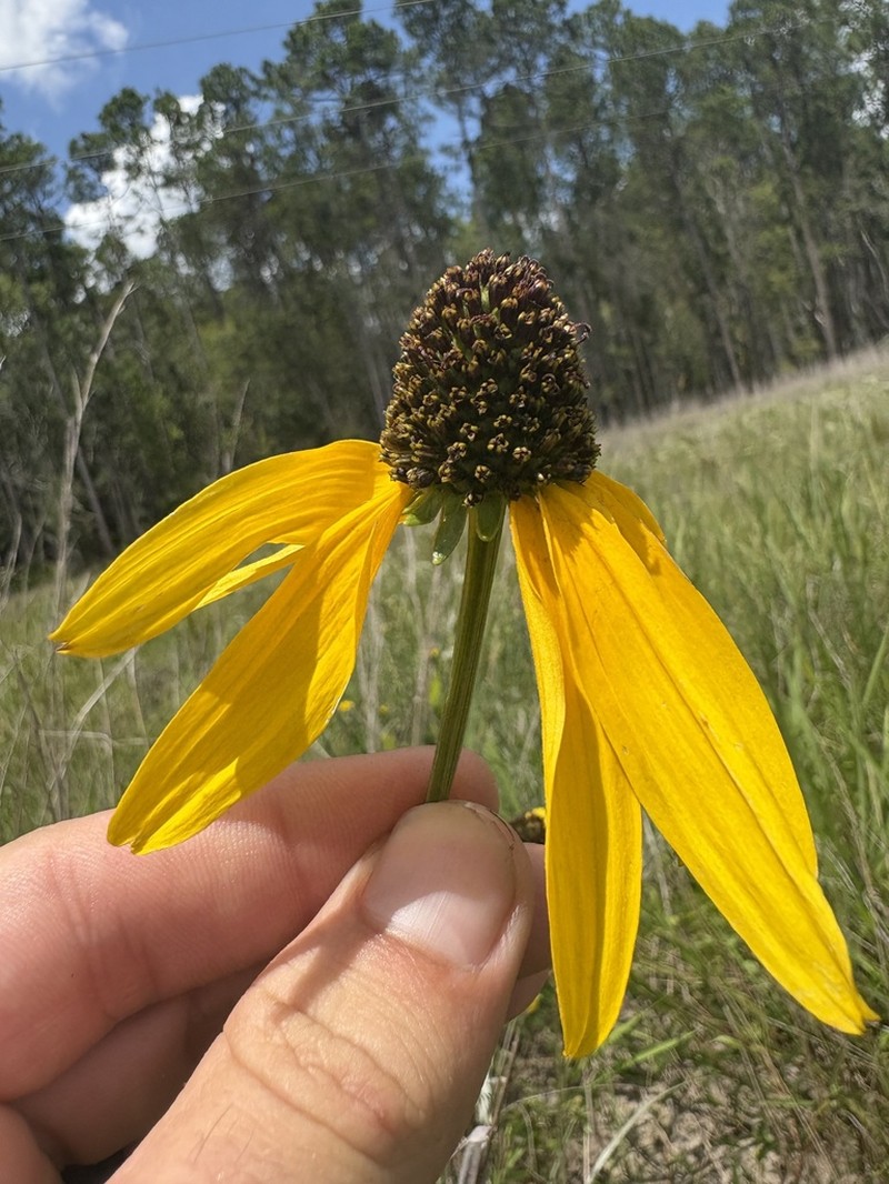 Shiny Coneflower photo 3