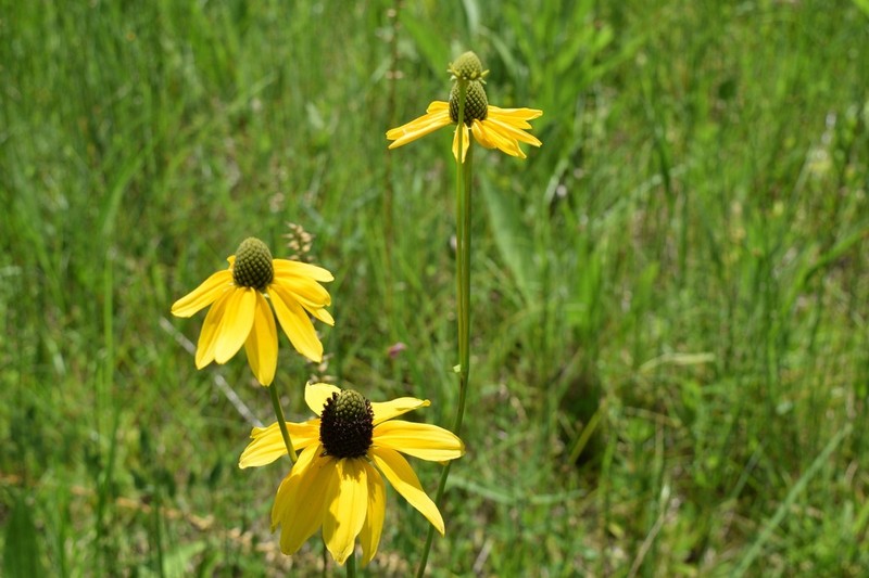 Shiny Coneflower photo 5