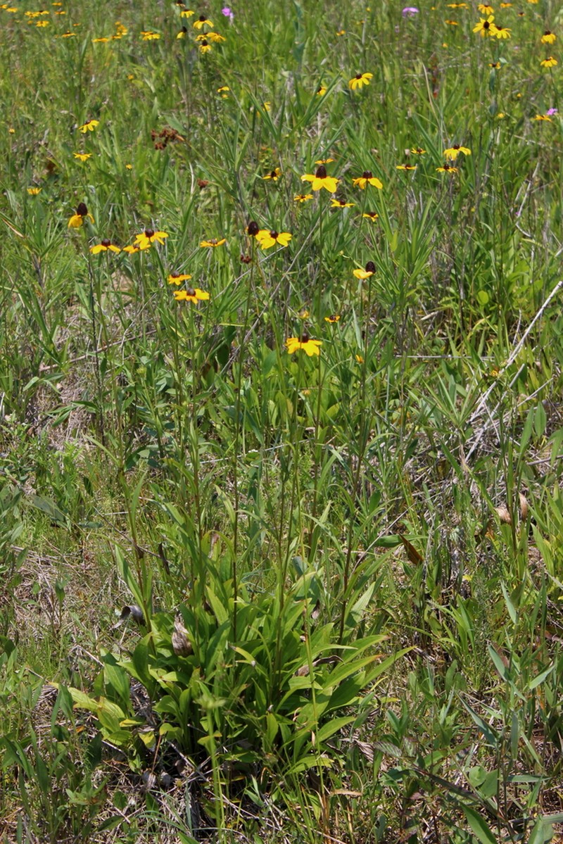 Shiny Coneflower photo 6