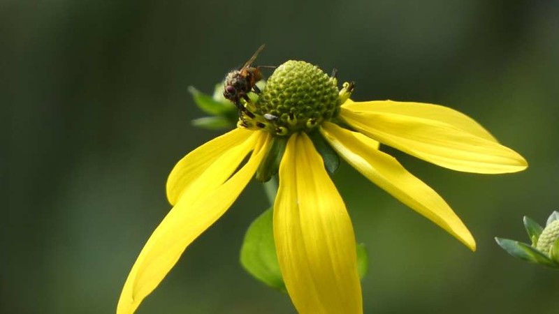 Shiny Coneflower photo 7