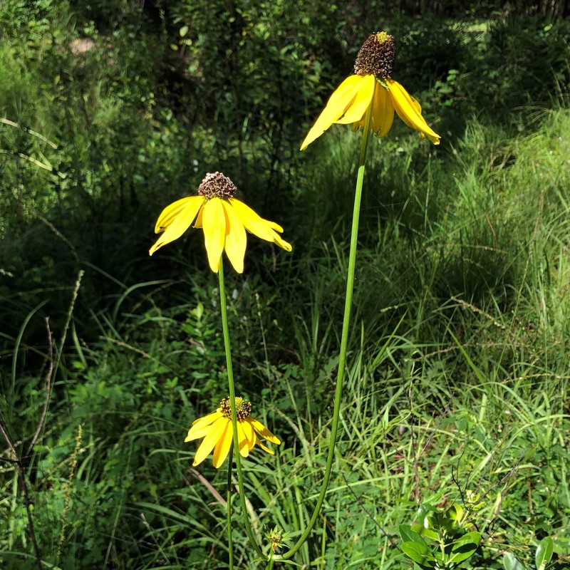 Shiny Coneflower photo 8