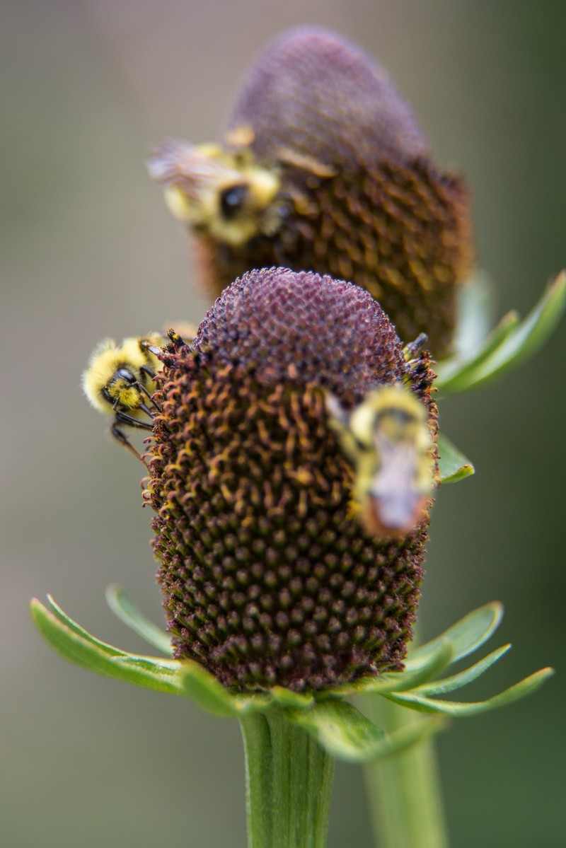 Western Coneflower photo 4