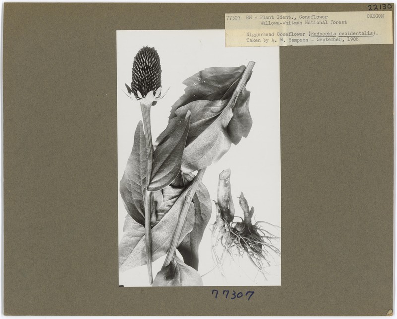 Western Coneflower photo 5
