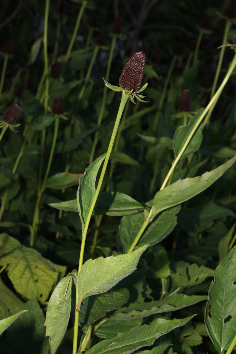 Western Coneflower