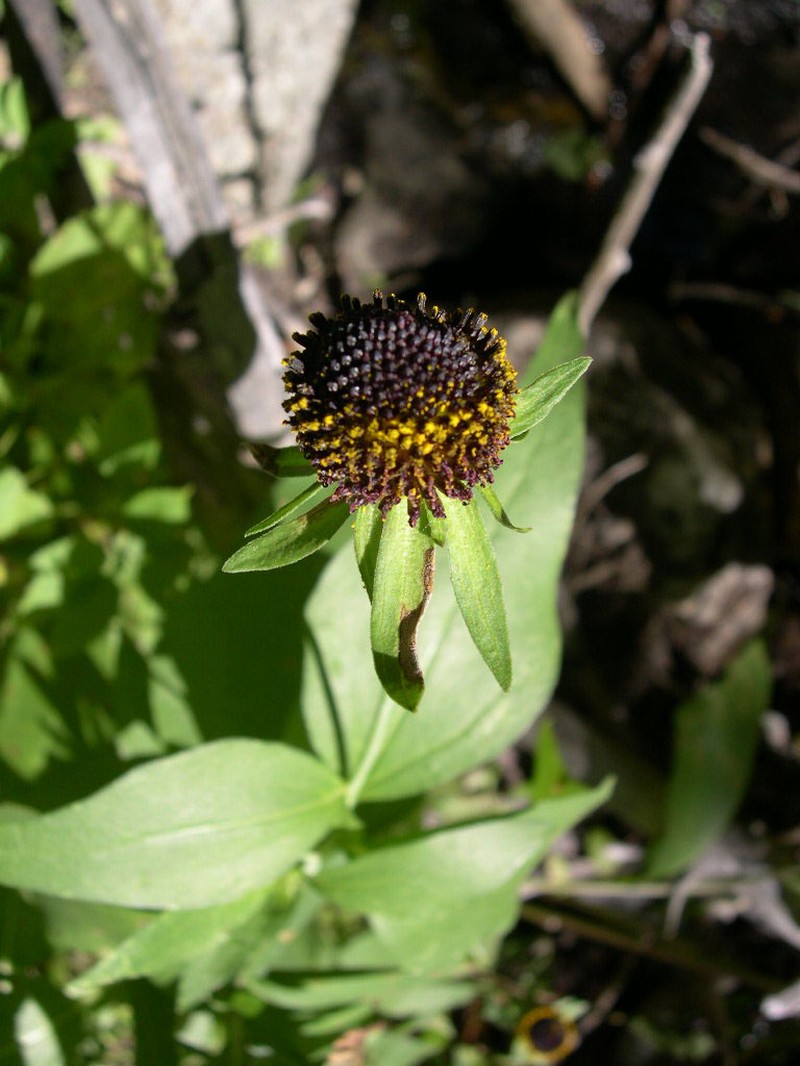 Western Coneflower photo 2