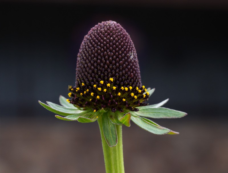 Western Coneflower photo 3
