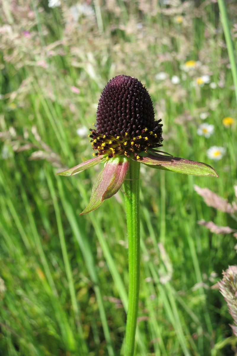 Western Coneflower photo 4