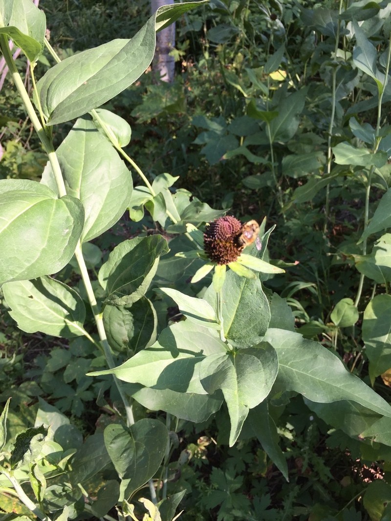 Western Coneflower photo 5