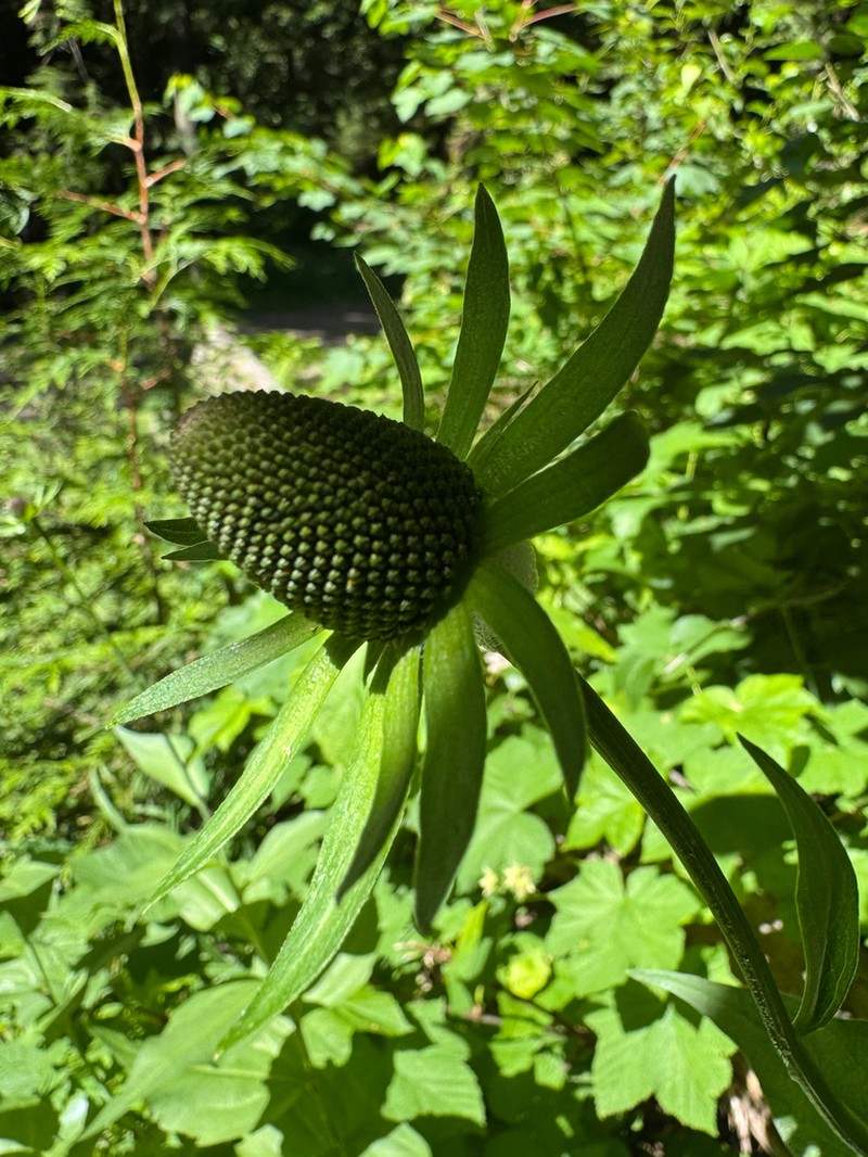 Western Coneflower photo 6