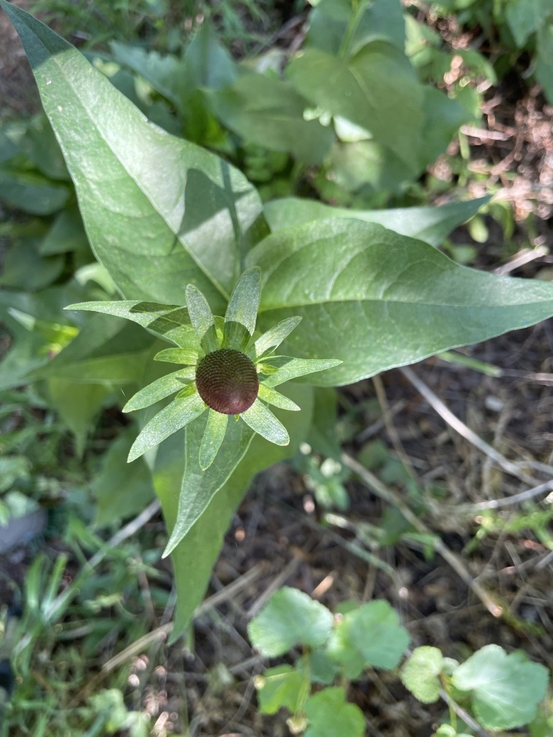 Western Coneflower photo 7