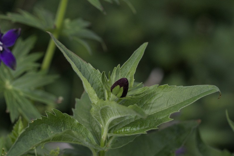 Western Coneflower photo 8