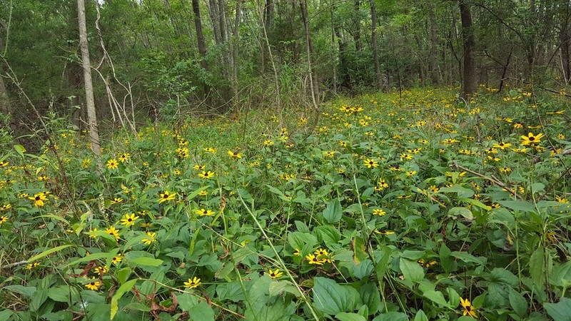 Rudbeckia palustris