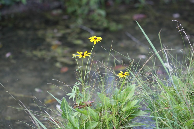 Rudbeckia palustris photo 2