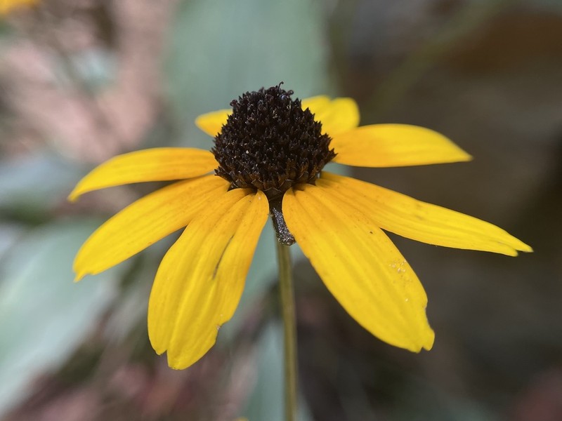 Rudbeckia palustris photo 3