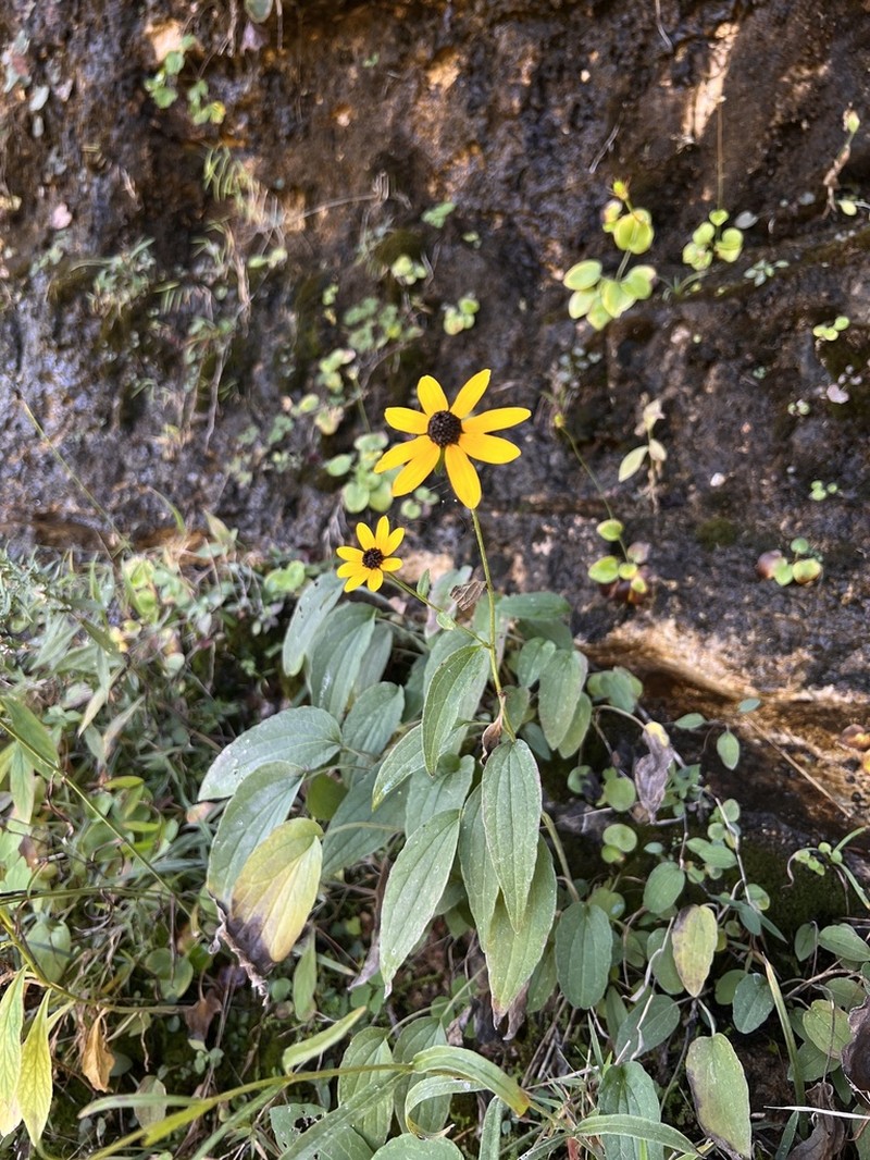 Rudbeckia palustris photo 4