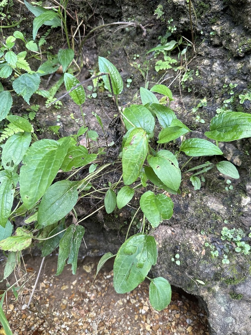 Rudbeckia palustris photo 6