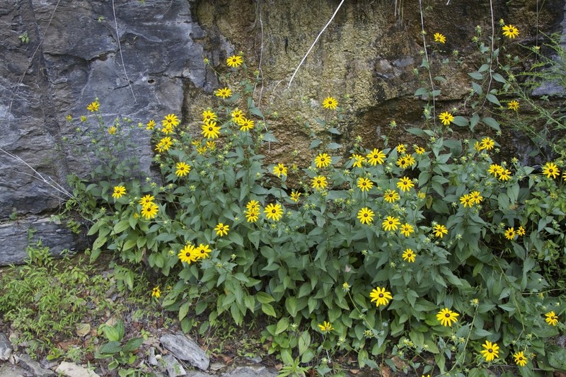 Rudbeckia palustris photo 7